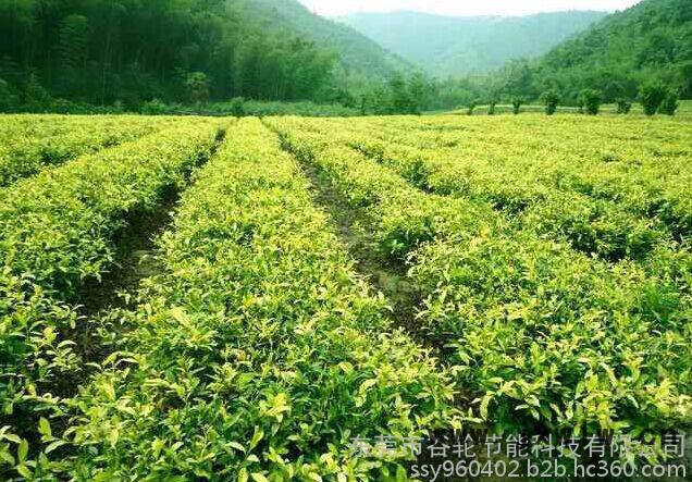 广东谷轮茶叶烘干机、茶叶烘干房、节电节能设备、箱式干燥设备